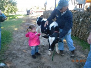 Cows on the Farm